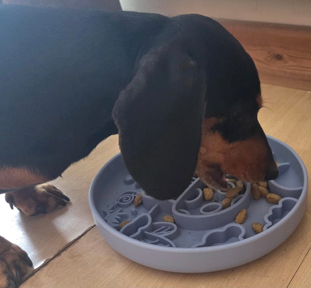 Mushroom Enrichment Bowl