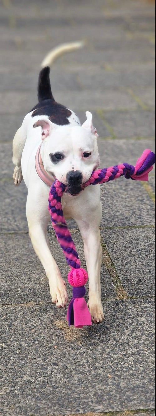 Large Square Knotted Tug with Treat Ball