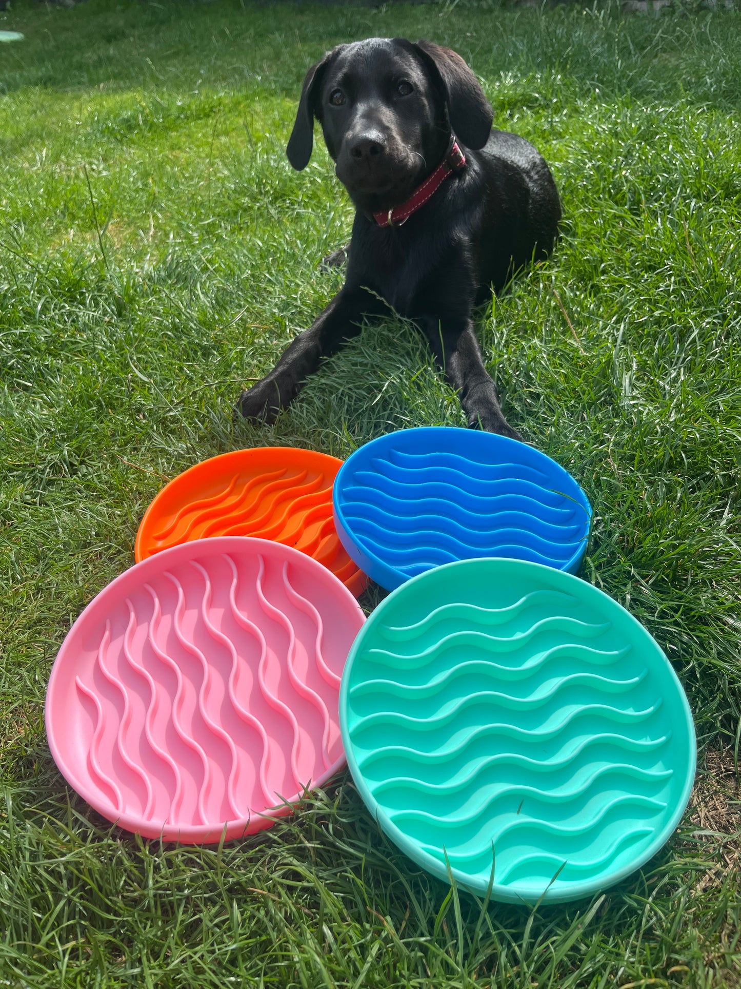 Wave Enrichment Bowl