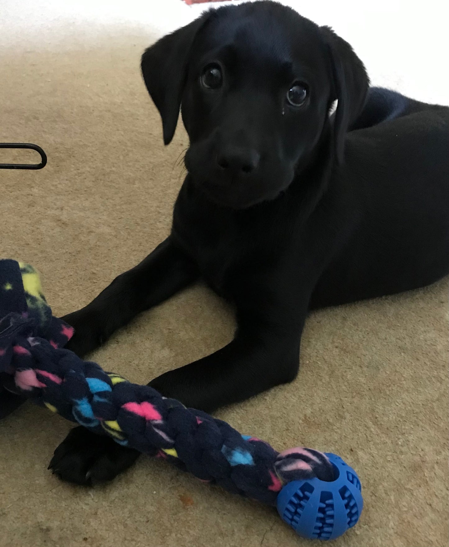 Ball ‘N’ Tug