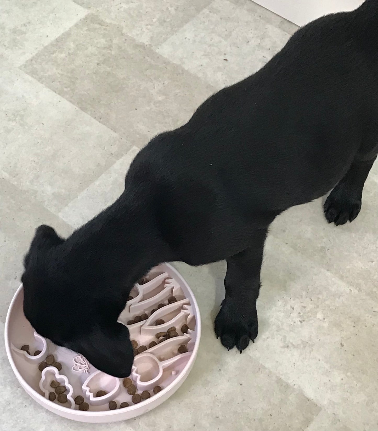 Tulip Enrichment Bowl