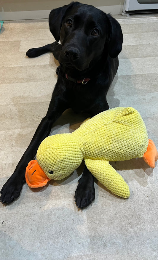 XL Calming Duck