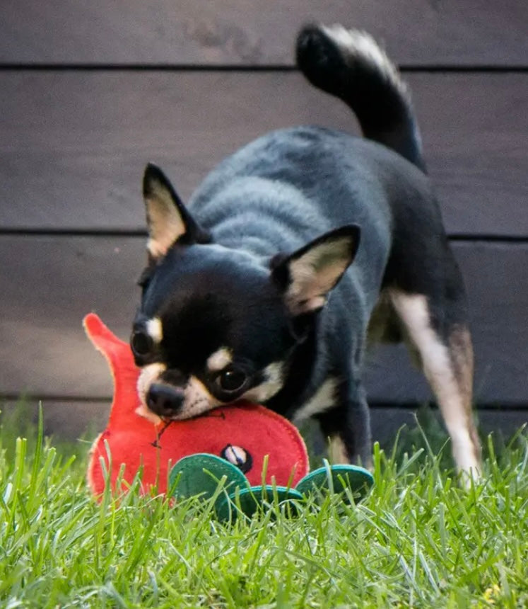 Green & Wild’s~Terry The Turnip~Eco Dog Toy