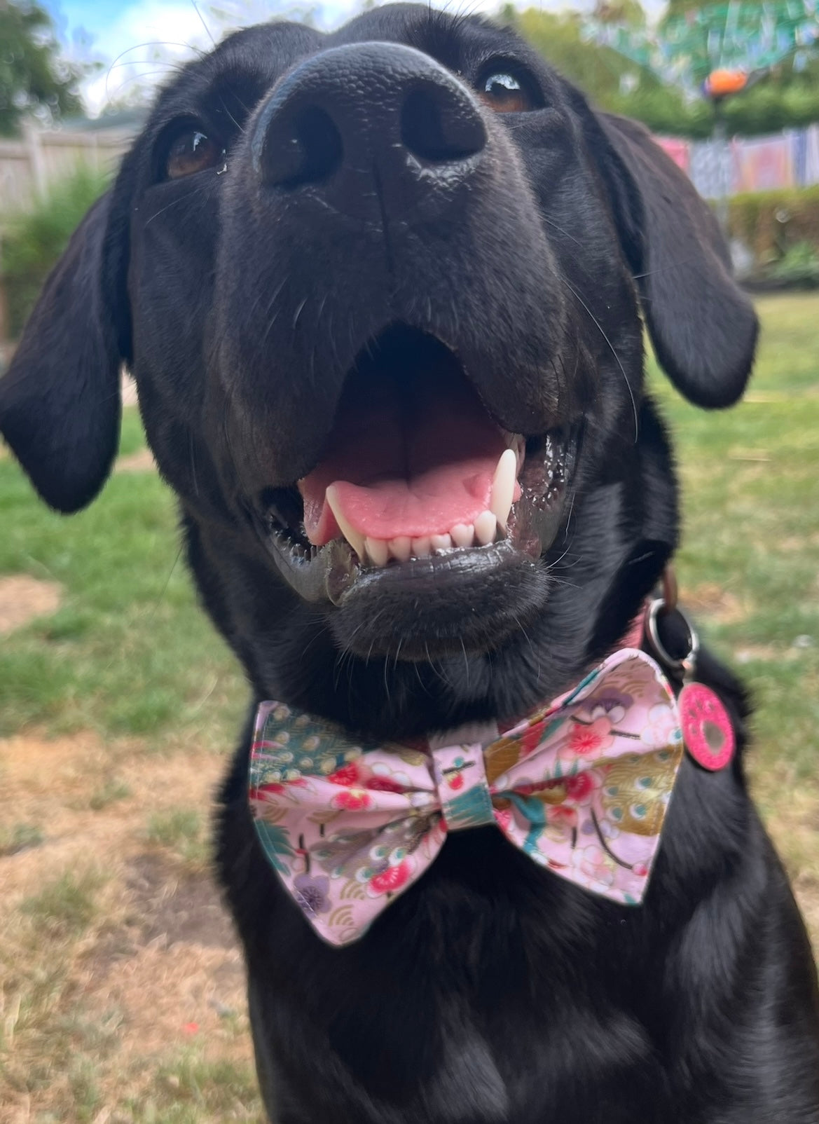 Handmade Collar Bows
