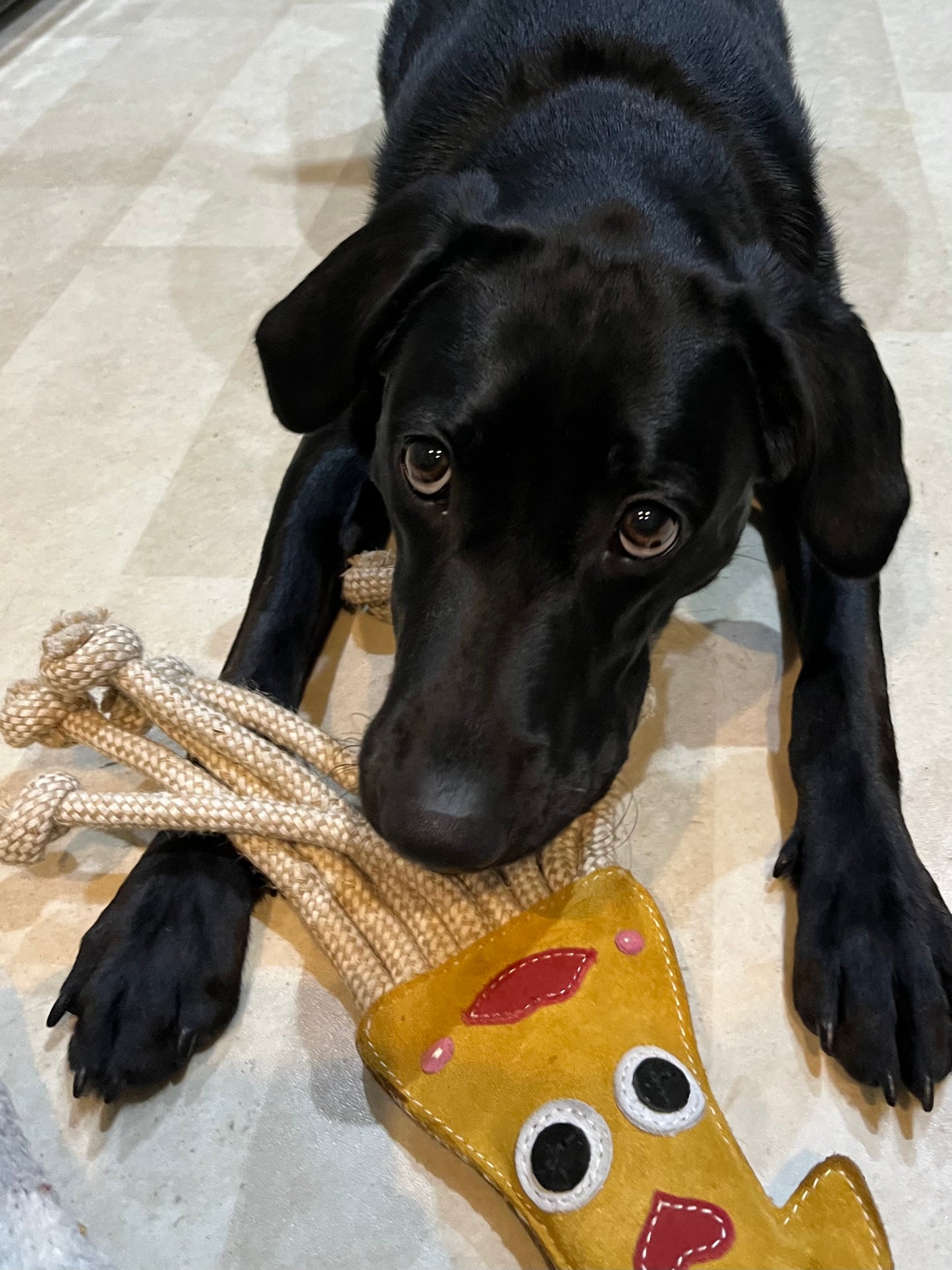 Aurora Paws ~ Karen The Squid ~ Eco Dog Toy