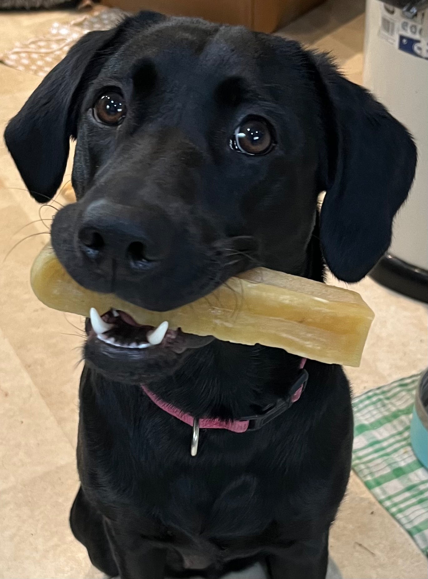 Extra Large Himalayan Yak Bars