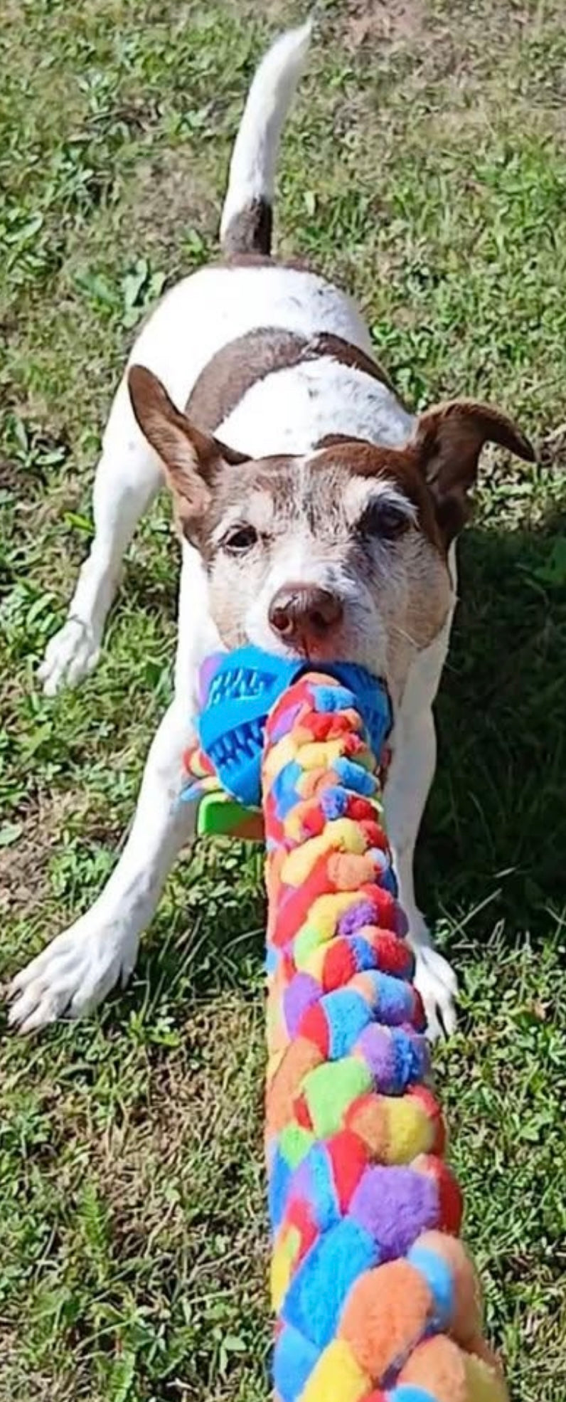 XL Ball & Tug