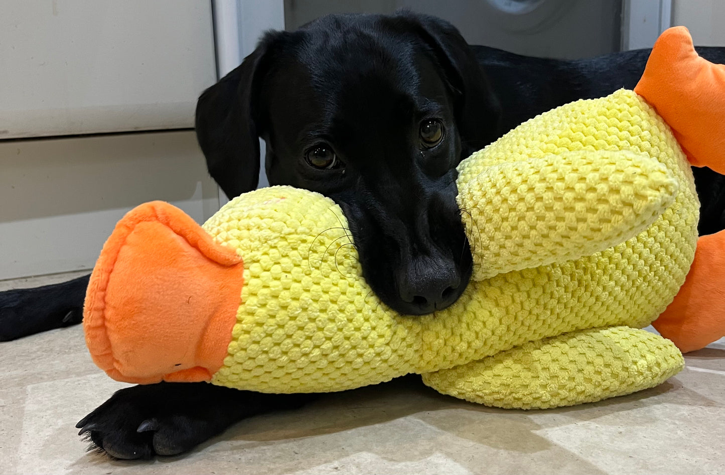 XL Calming Duck