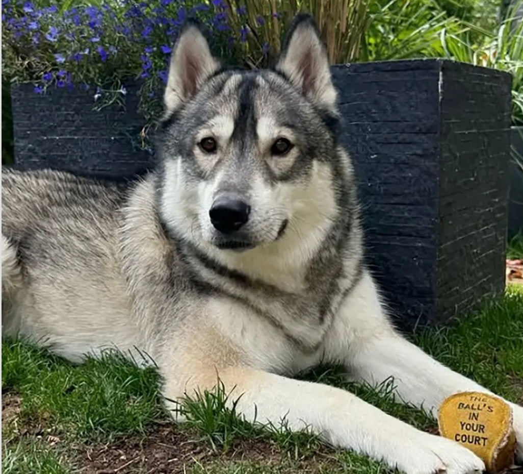 Green & Wild’s~The Ball’s In Your Court ~Eco Dog Toy