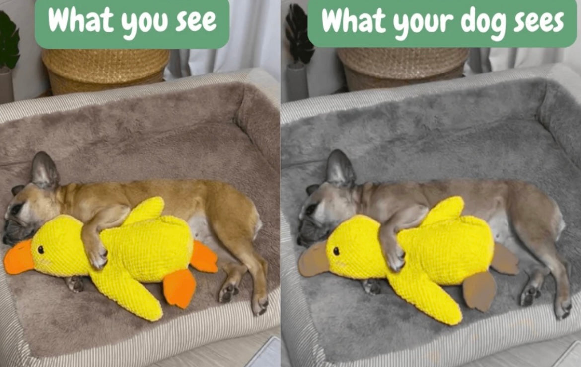 XL Calming Duck